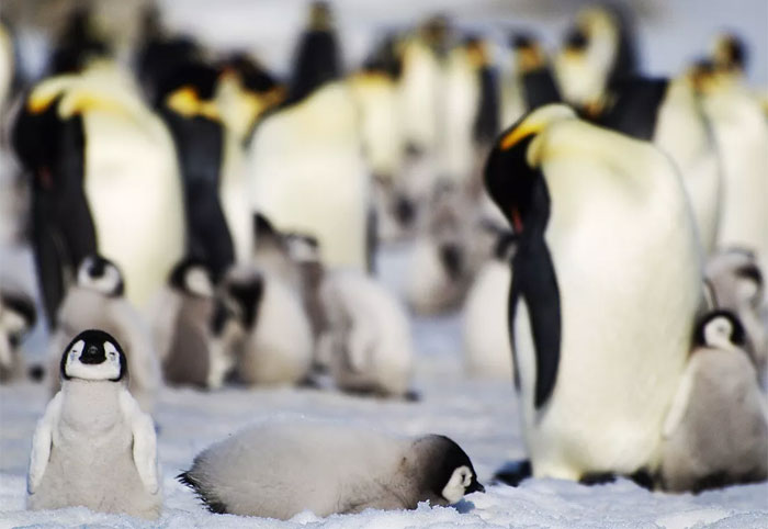 El Pingüino Emperador En La Antártica En Peligro De Extinción Por La