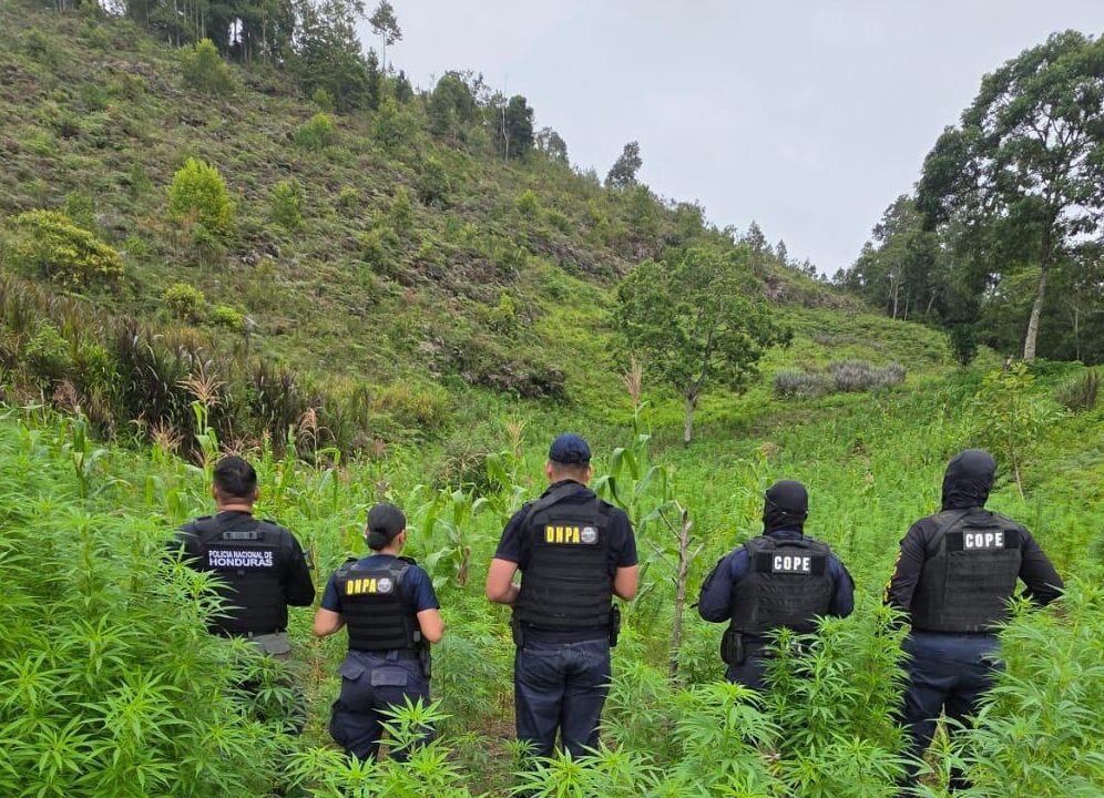 DNPA asegura 12 mil plantas de supuesta marihuana y 20 libras de droga seca en Marale